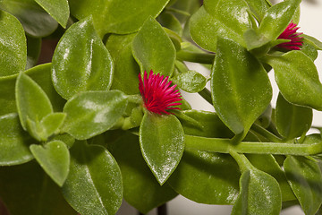 Image showing winter purslane