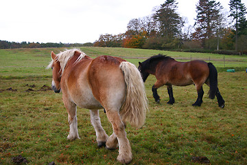 Image showing horse