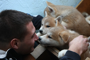 Image showing Akita inu