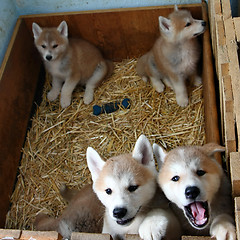 Image showing Akita inu