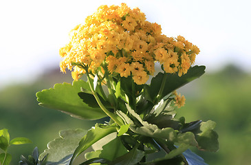 Image showing Yellow Kalanchoe