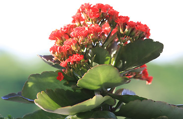 Image showing Red Kalanchoe