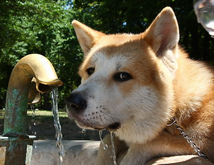 Image showing Akita inu