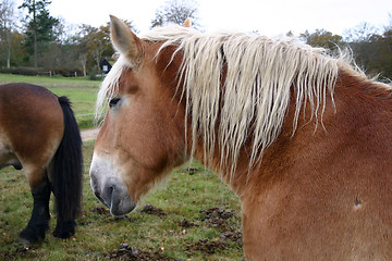 Image showing horse