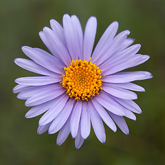 Image showing Aster alpinus