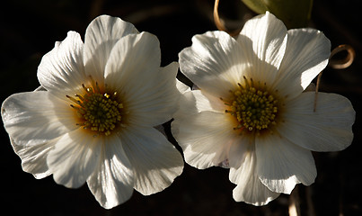 Image showing Callianthemum sajanense