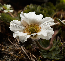 Image showing Callianthemum sajanense