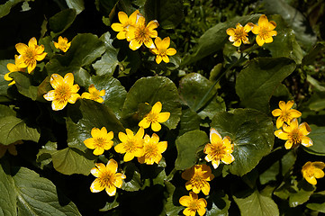 Image showing Caltha palustris