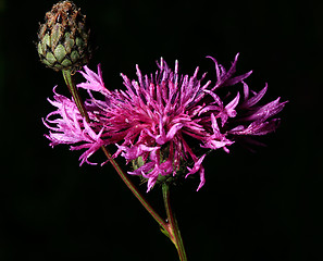 Image showing Dew on cornflower