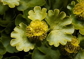 Image showing Golden saxifrage - Chrysosplenium peltatum