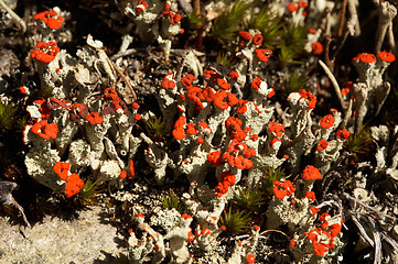 Image showing Lichen Cladonia coccifera