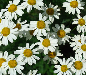 Image showing Daisy meadow