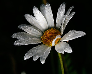 Image showing Daisy with dew