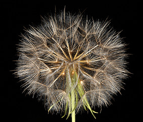 Image showing Dandelion on black background