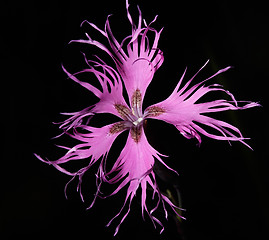 Image showing Dianthus superbus