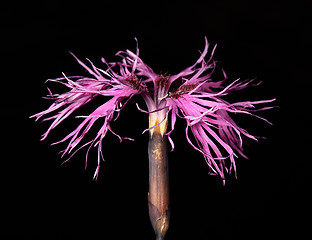 Image showing Dianthus superbus