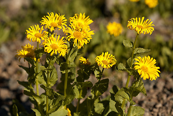 Image showing Doronicum altaicum