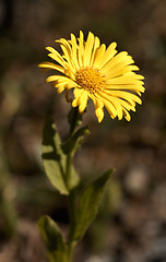 Image showing Doronicum altaicum