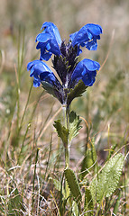 Image showing Dracocephalum grandiflorum