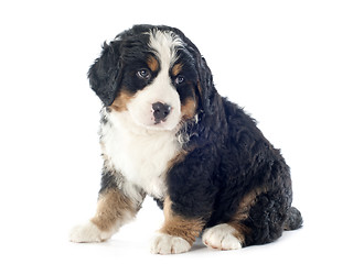 Image showing puppy bernese moutain dog