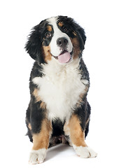Image showing puppy bernese moutain dog