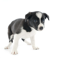 Image showing puppy border collie