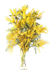 Image showing mimosa flower