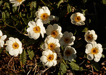 Image showing Dryas oxyodonta