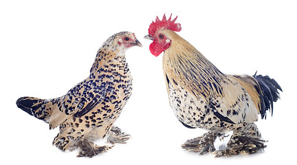 Image showing bantam rooster and chicken