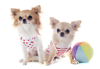 Image showing chihuahuas