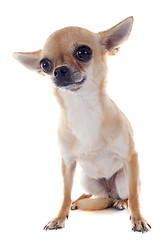 Image showing short hair chihuahua