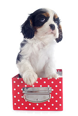 Image showing puppy cavalier king charles