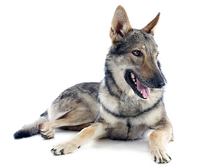 Image showing Czechoslovakian Wolfdog