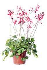 Image showing Heuchera sanguinea