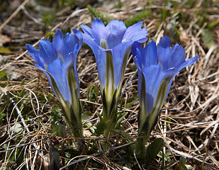 Image showing Gentiana grandiflora