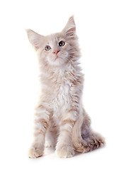 Image showing maine coon kitten