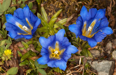 Image showing Gentiana grandiflora