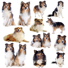 Image showing shetland dogs