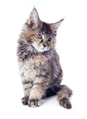 Image showing maine coon kitten