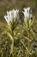 Image showing Gentiana algida