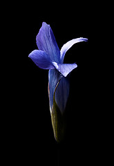 Image showing Gentiana barbata