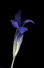 Image showing Gentiana barbata