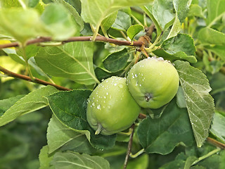 Image showing Two small green apples fruit