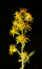 Image showing Ligularia sibirica