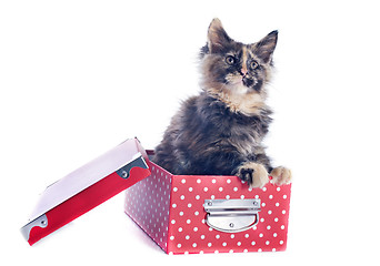Image showing maine coon kitten in a box