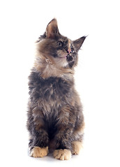 Image showing maine coon kitten