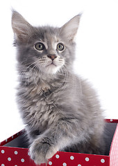 Image showing maine coon kitten