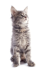 Image showing maine coon kitten