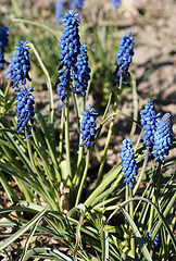 Image showing Blue Muscari