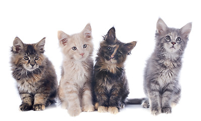 Image showing maine coon kitten